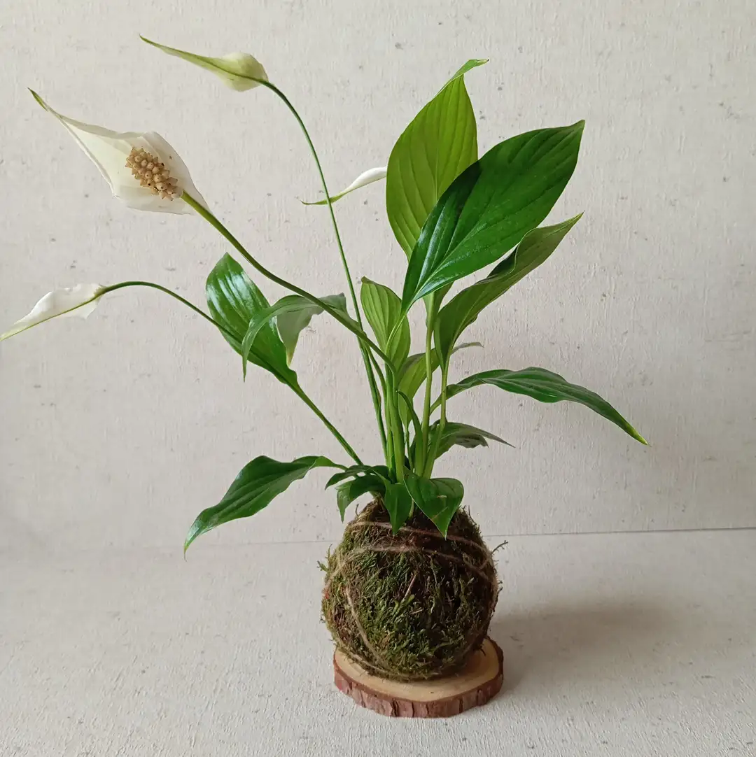 Handmade kokedama - Image 5