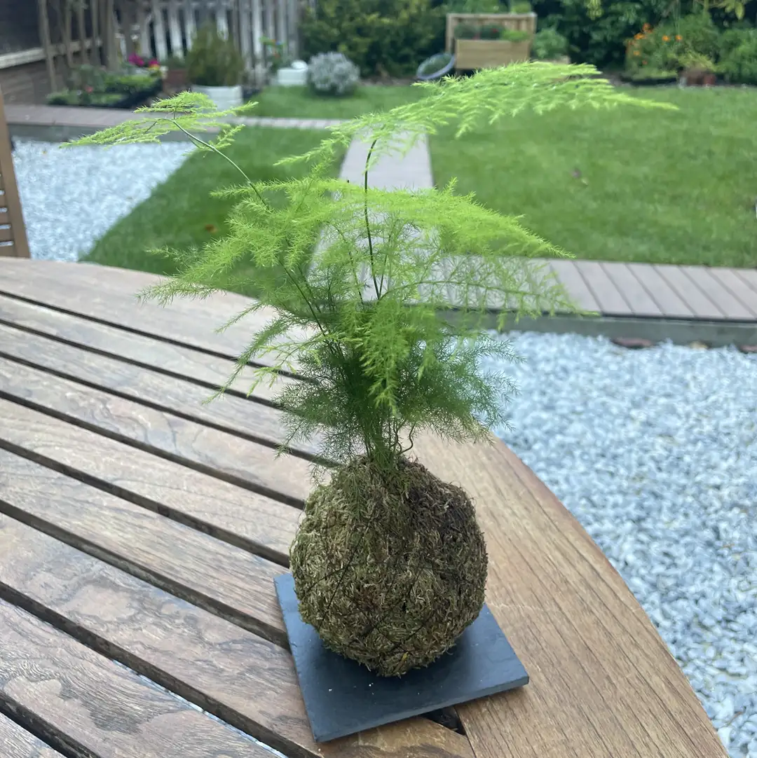 Handmade kokedama - Image 6