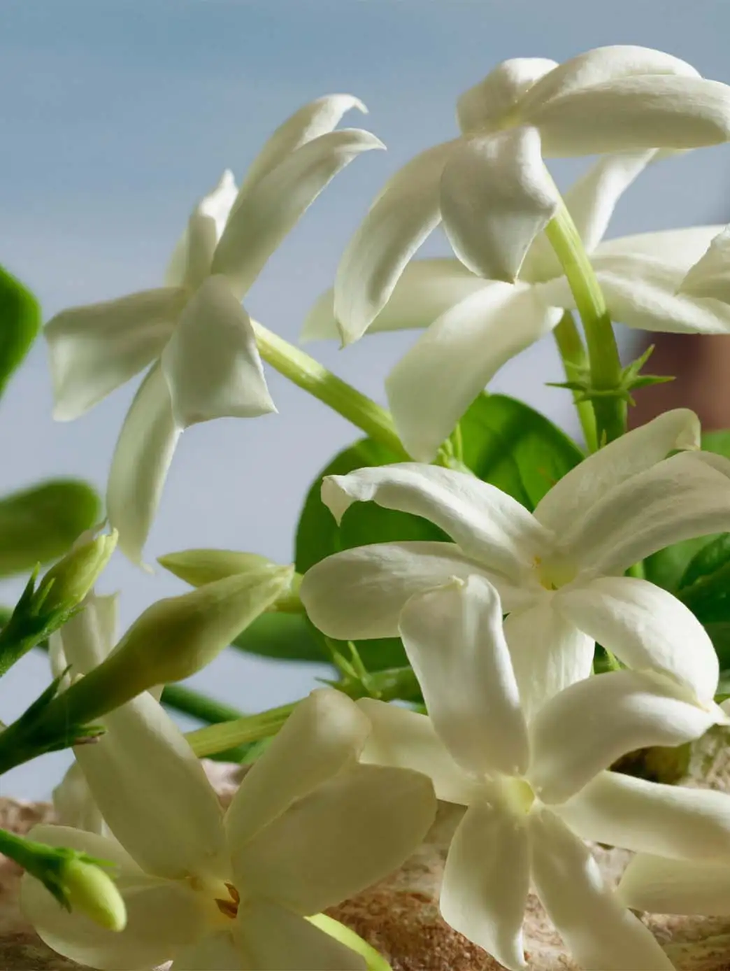 Q Parfum - Imagen 5