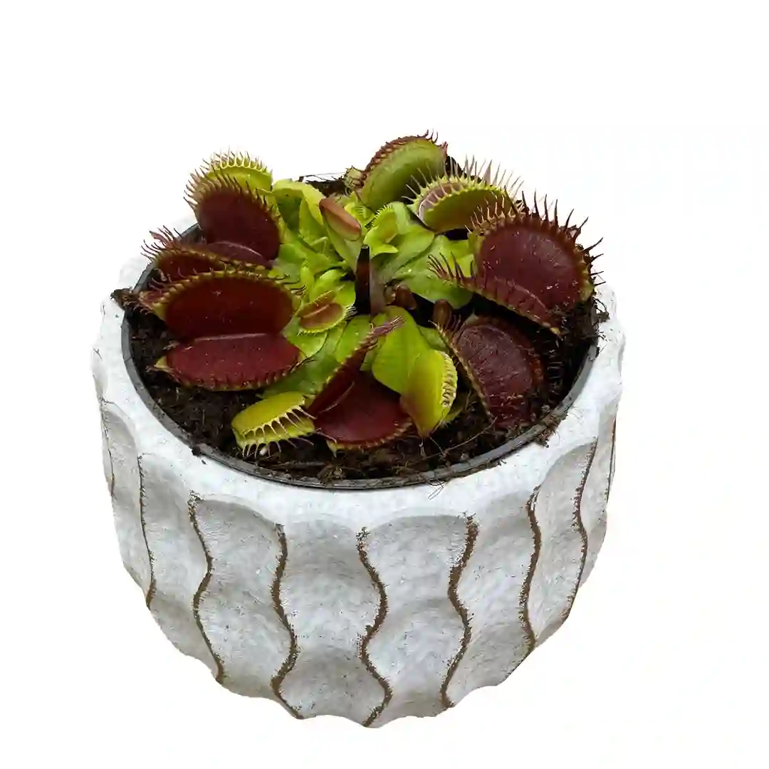 Planta carnívora Dionaea muscipula – Venus atrapamoscas en maceta