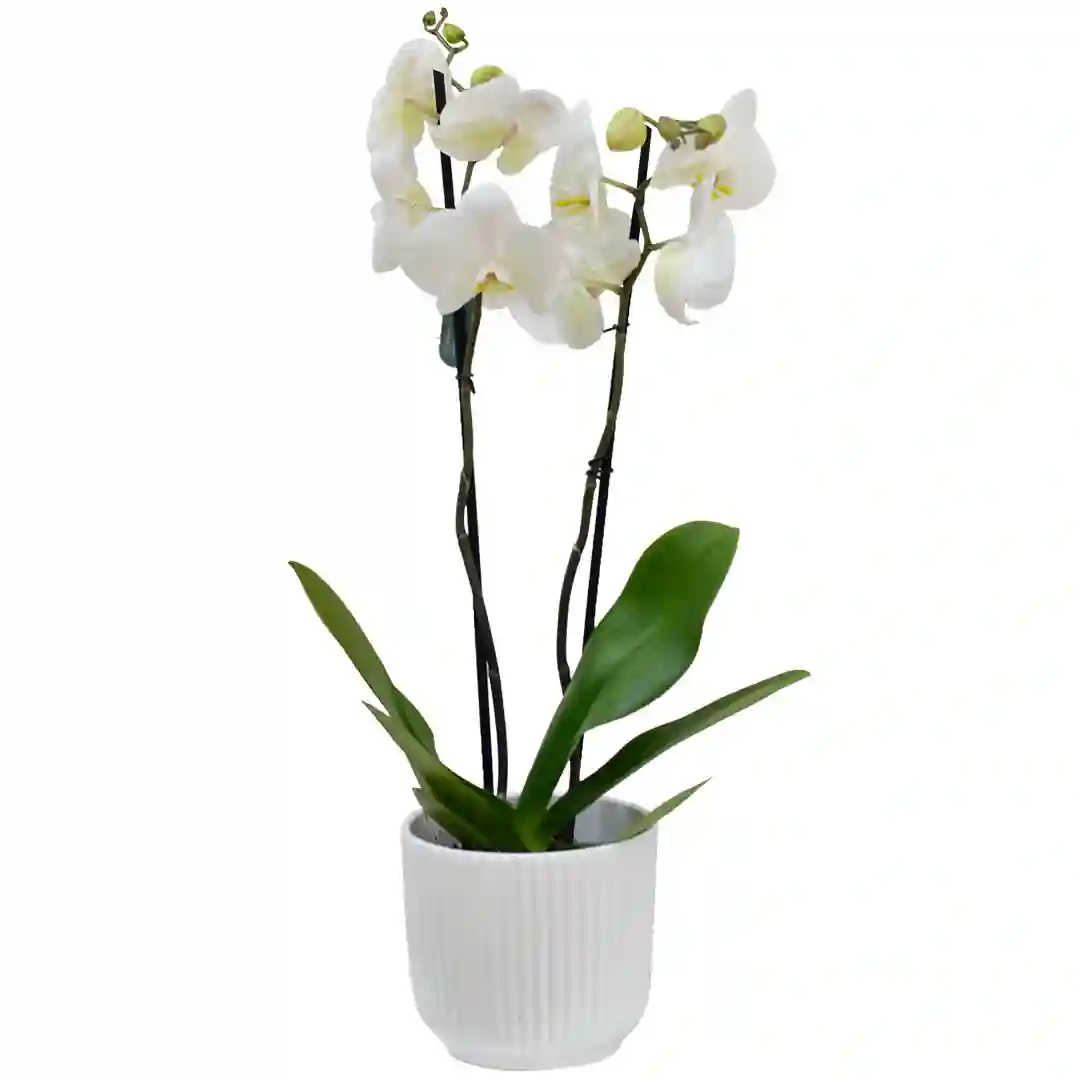 Planta de Orquidea Phalaenopsis Blanca - 2 tallos